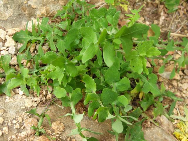 Da confermare - Sonchus sp.